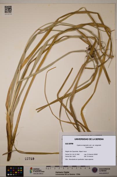 Cyperus eragrostis [Espécimen: ULS:ULS:0023759]