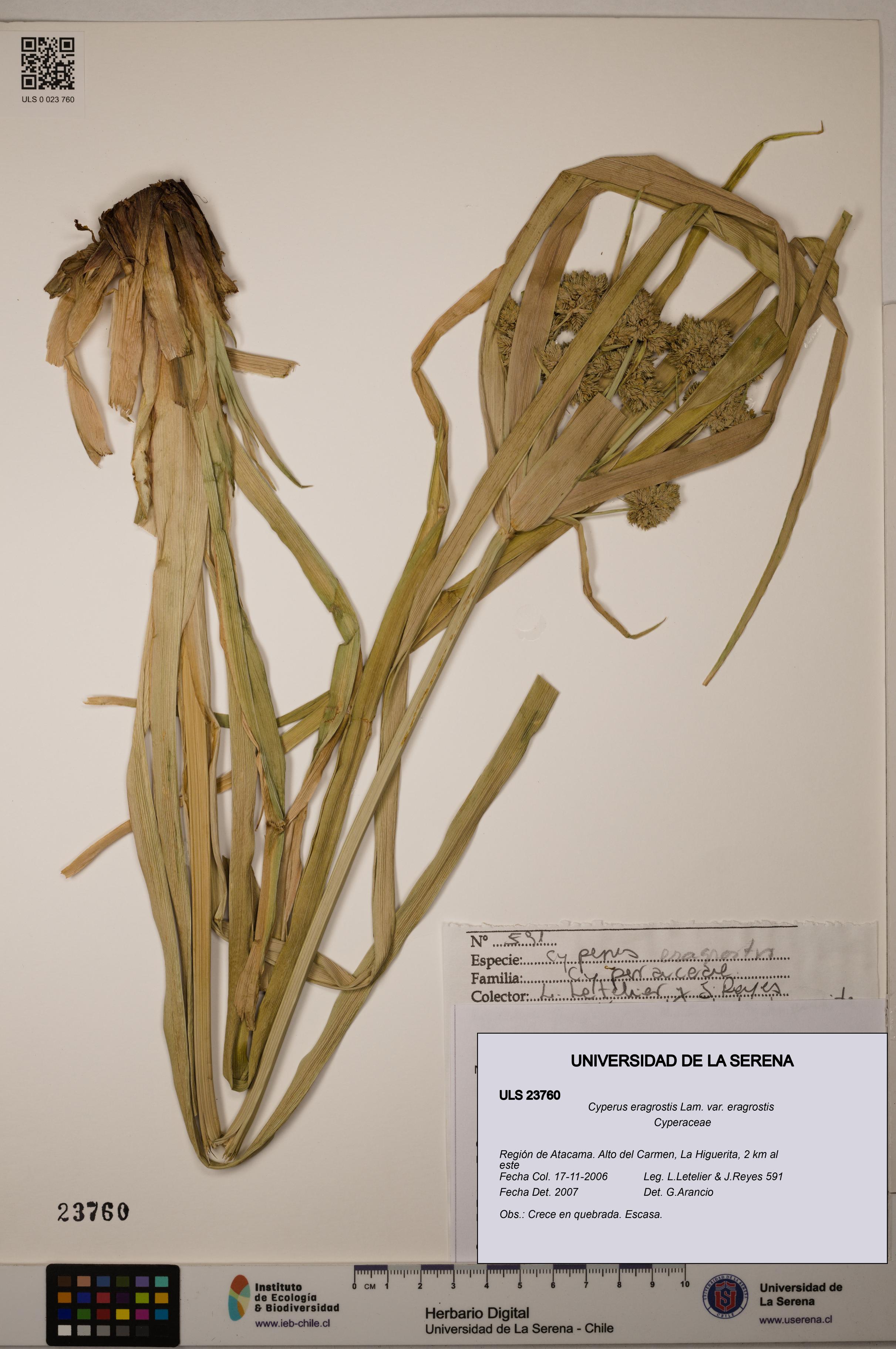 Cyperus eragrostis [Espécimen: ULS:ULS:0023760]