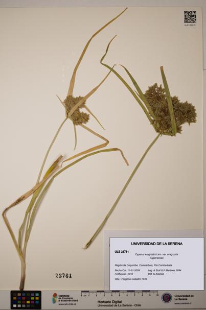 Cyperus eragrostis [Espécimen: ULS:ULS:0023761]