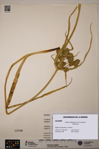 Cyperus eragrostis [Espécimen: ULS:ULS:0023762]