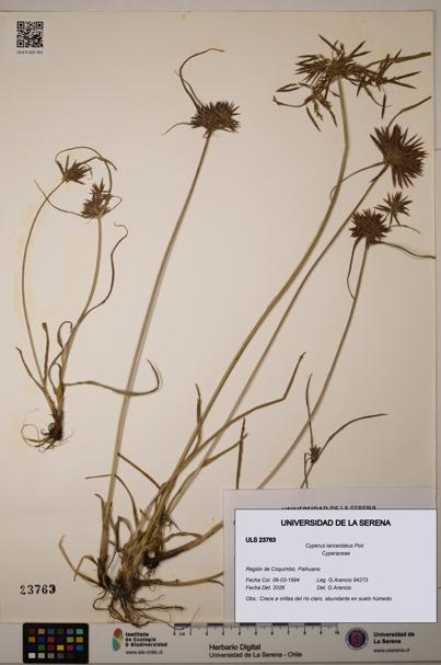 Cyperus lanceolatus [Espécimen: ULS:ULS:0023763]