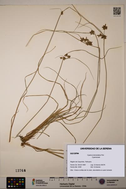 Cyperus lanceolatus [Espécimen: ULS:ULS:0023764]