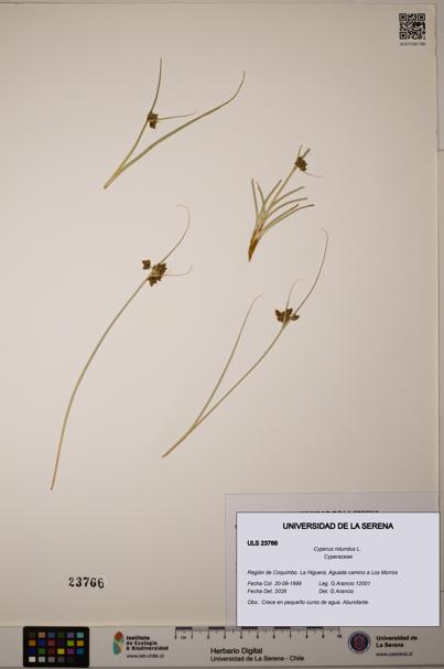 Cyperus rotundus [Espécimen: ULS:ULS:0023766]