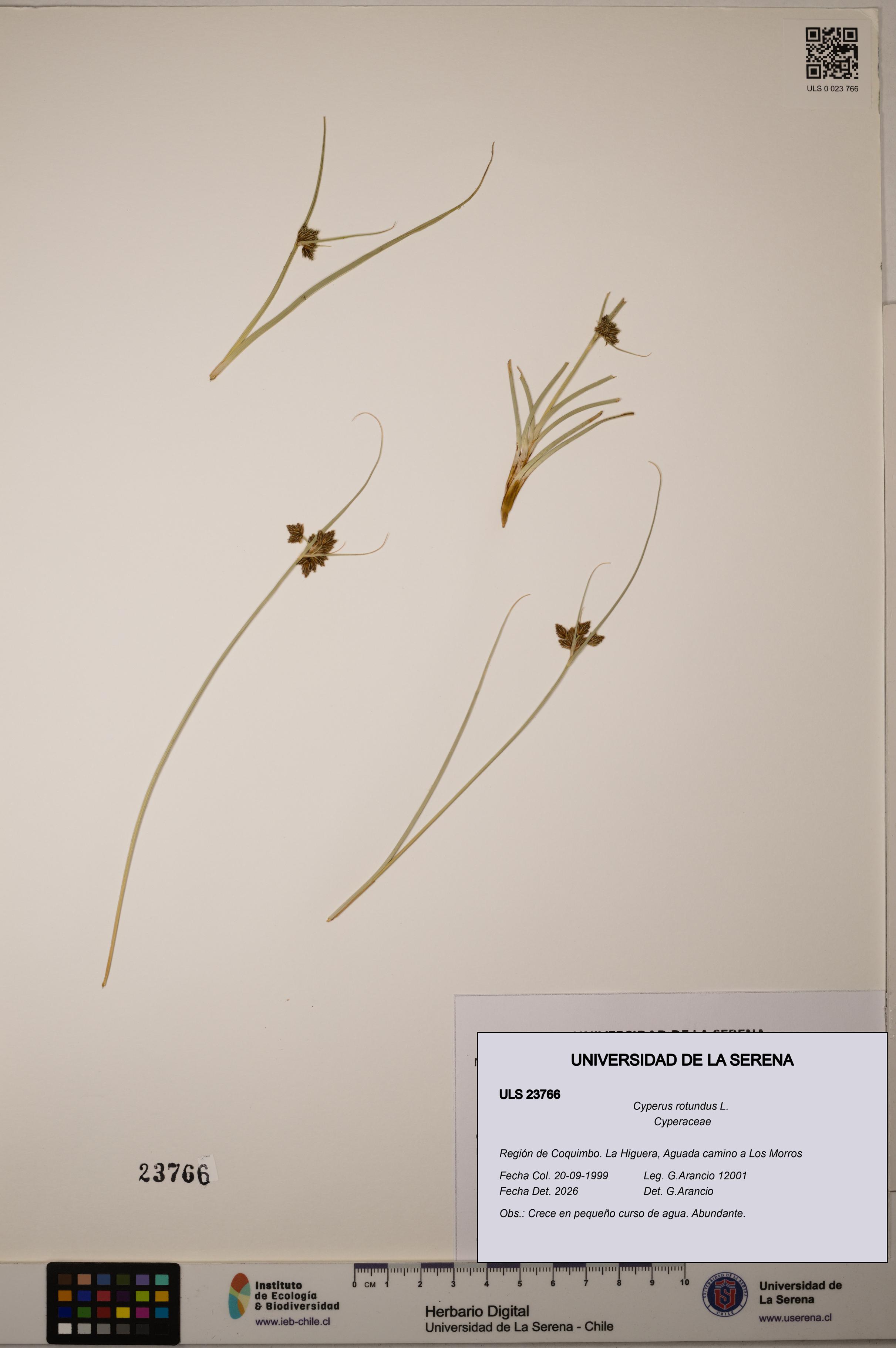 Cyperus rotundus [Espécimen: ULS:ULS:0023766]
