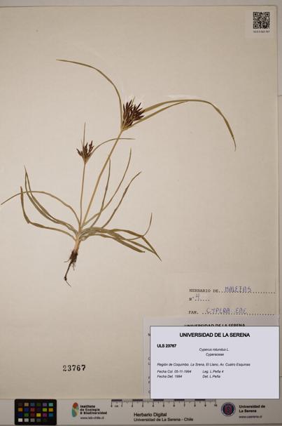 Cyperus rotundus [Espécimen: ULS:ULS:0023767]