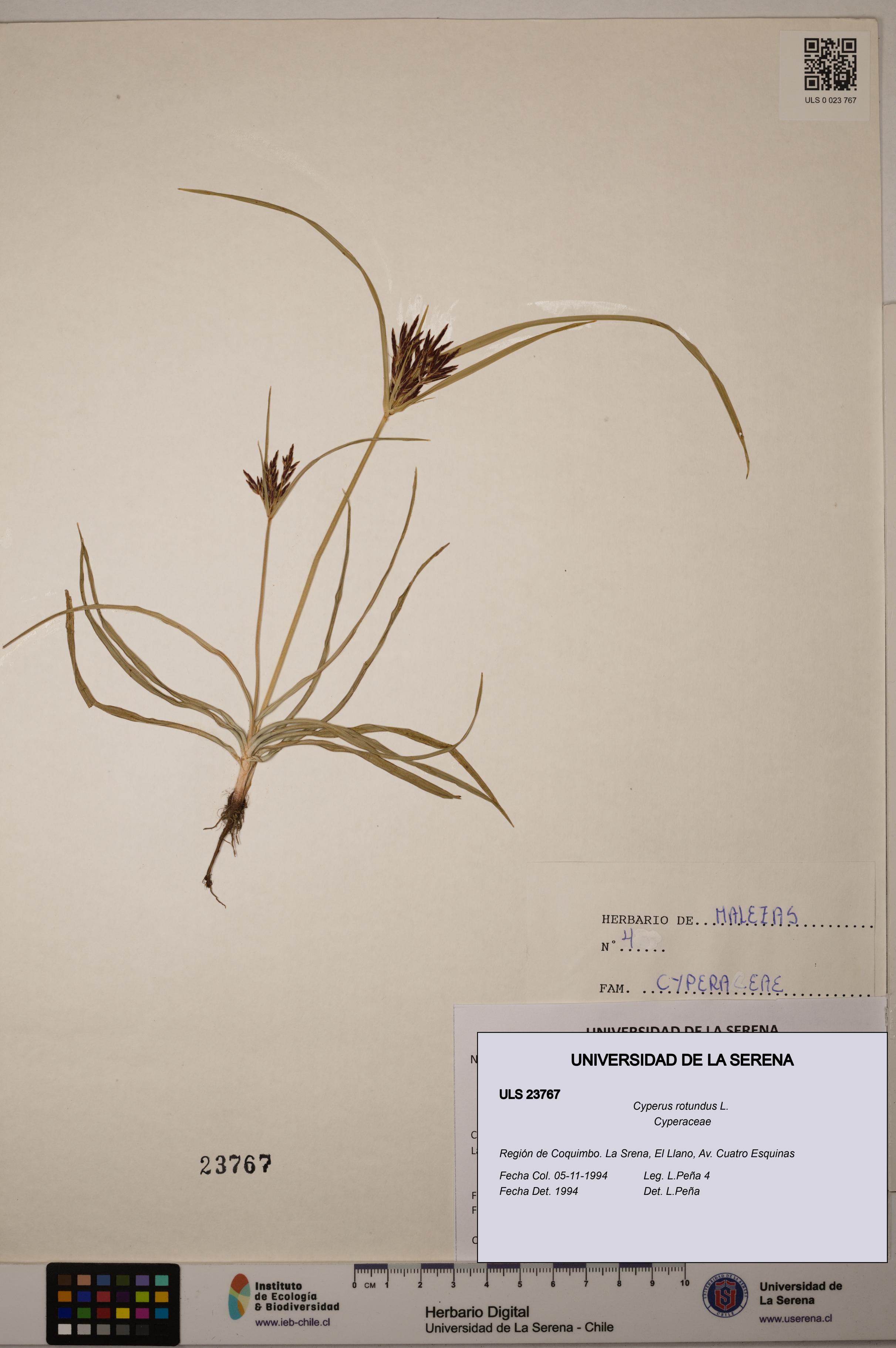 Cyperus rotundus [Espécimen: ULS:ULS:0023767]