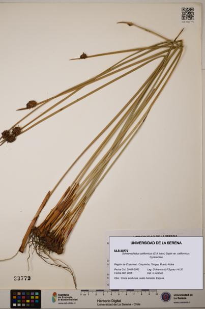 Schoenoplectus californicus [Espécimen: ]