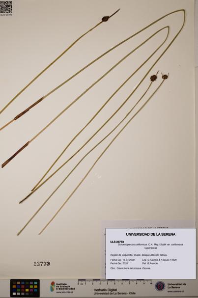 Schoenoplectus californicus [Espécimen: ]