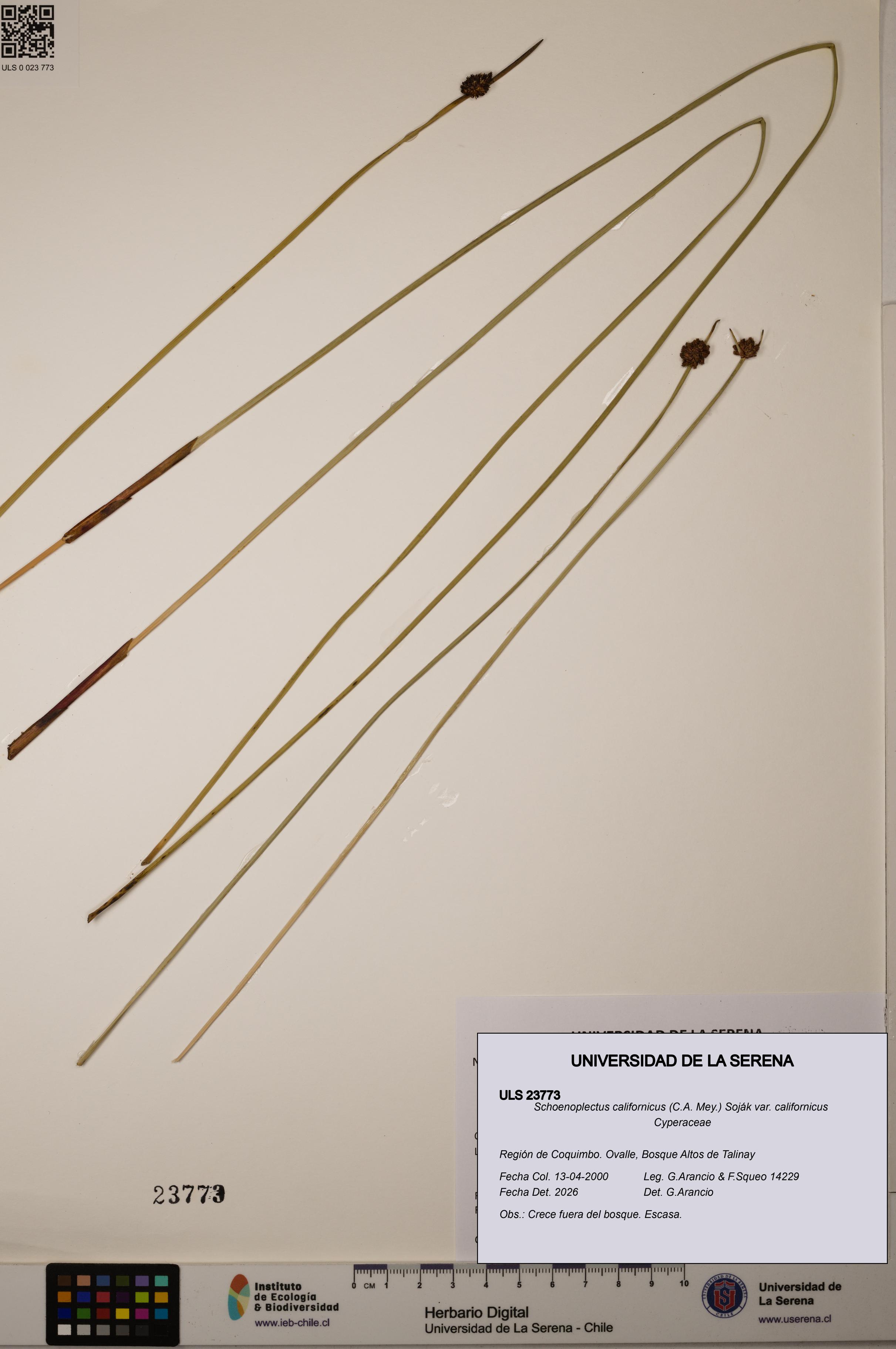 Schoenoplectus californicus [Espécimen: ]