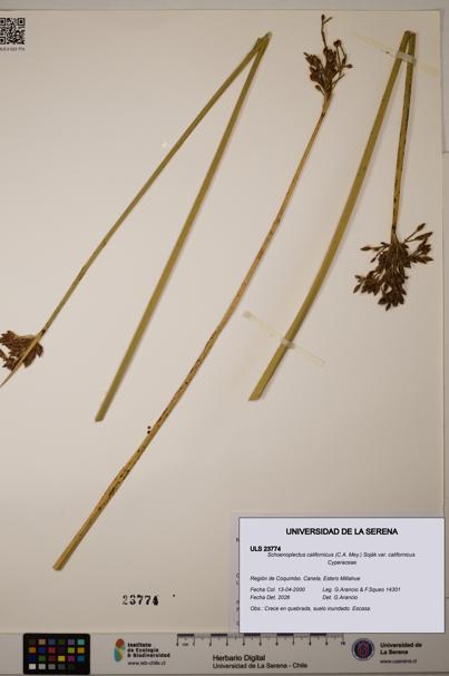 Schoenoplectus californicus [Espécimen: ]
