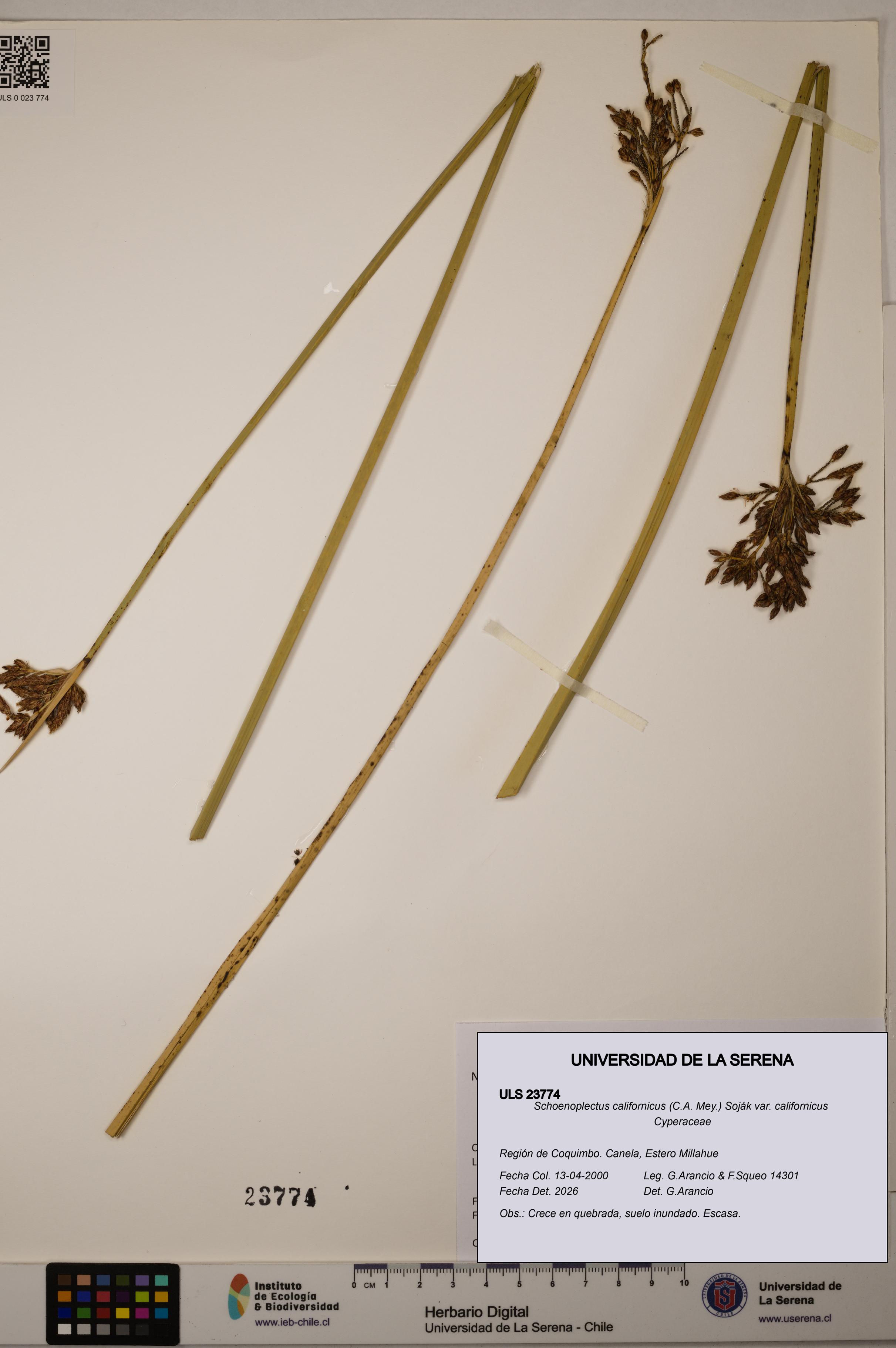 Schoenoplectus californicus [Espécimen: ]