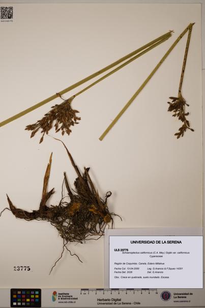 Schoenoplectus californicus [Espécimen: ]