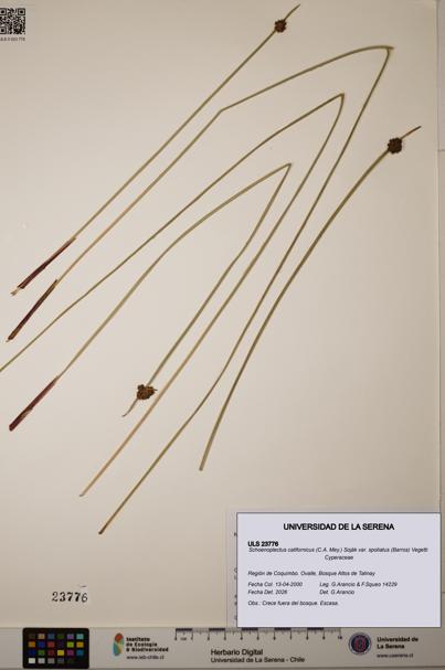 Schoenoplectus californicus var. spoliatus [Espécimen: ]