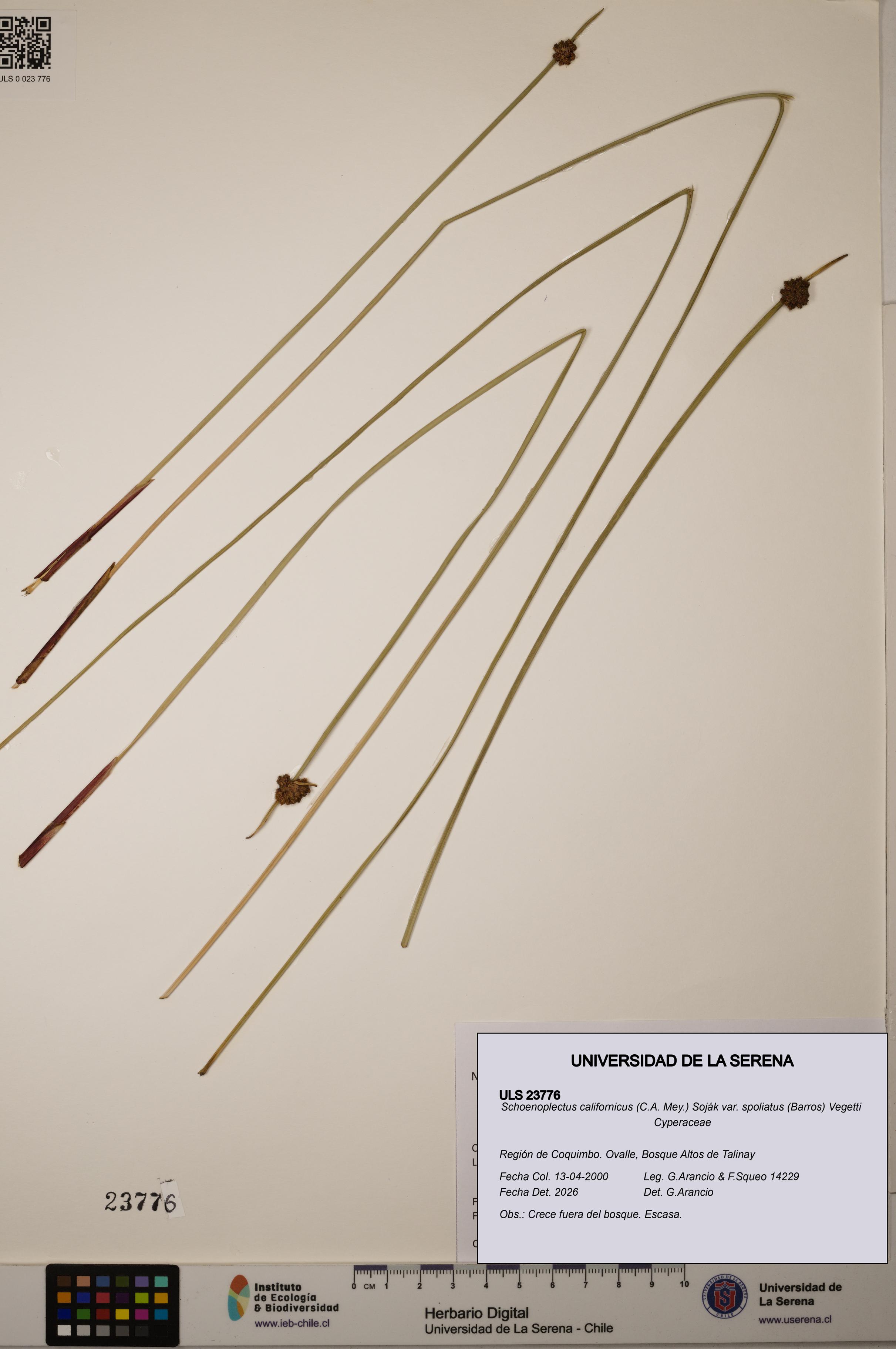 Schoenoplectus californicus var. spoliatus [Espécimen: ]