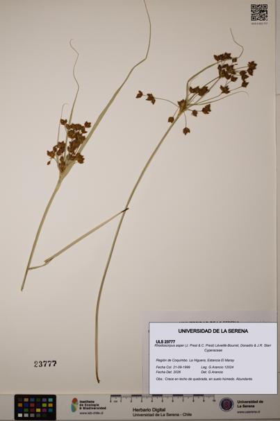 Rhodoscirpus asper [Espécimen: ]