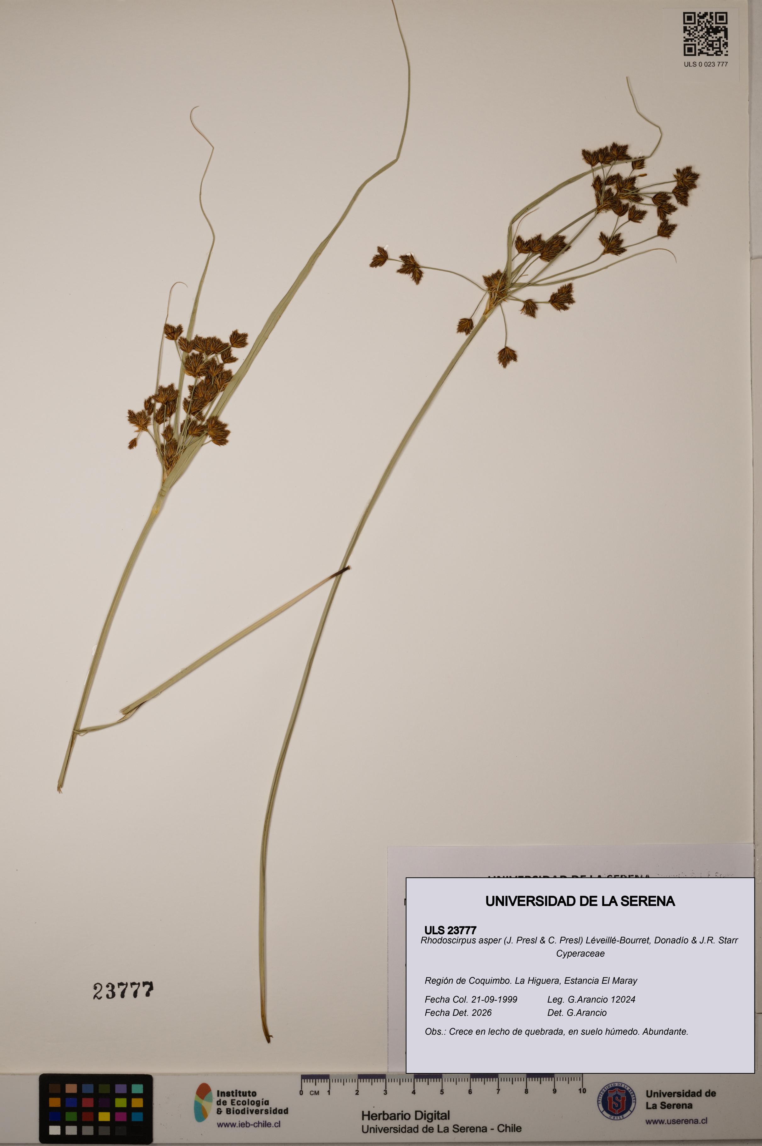 Rhodoscirpus asper [Espécimen: ]