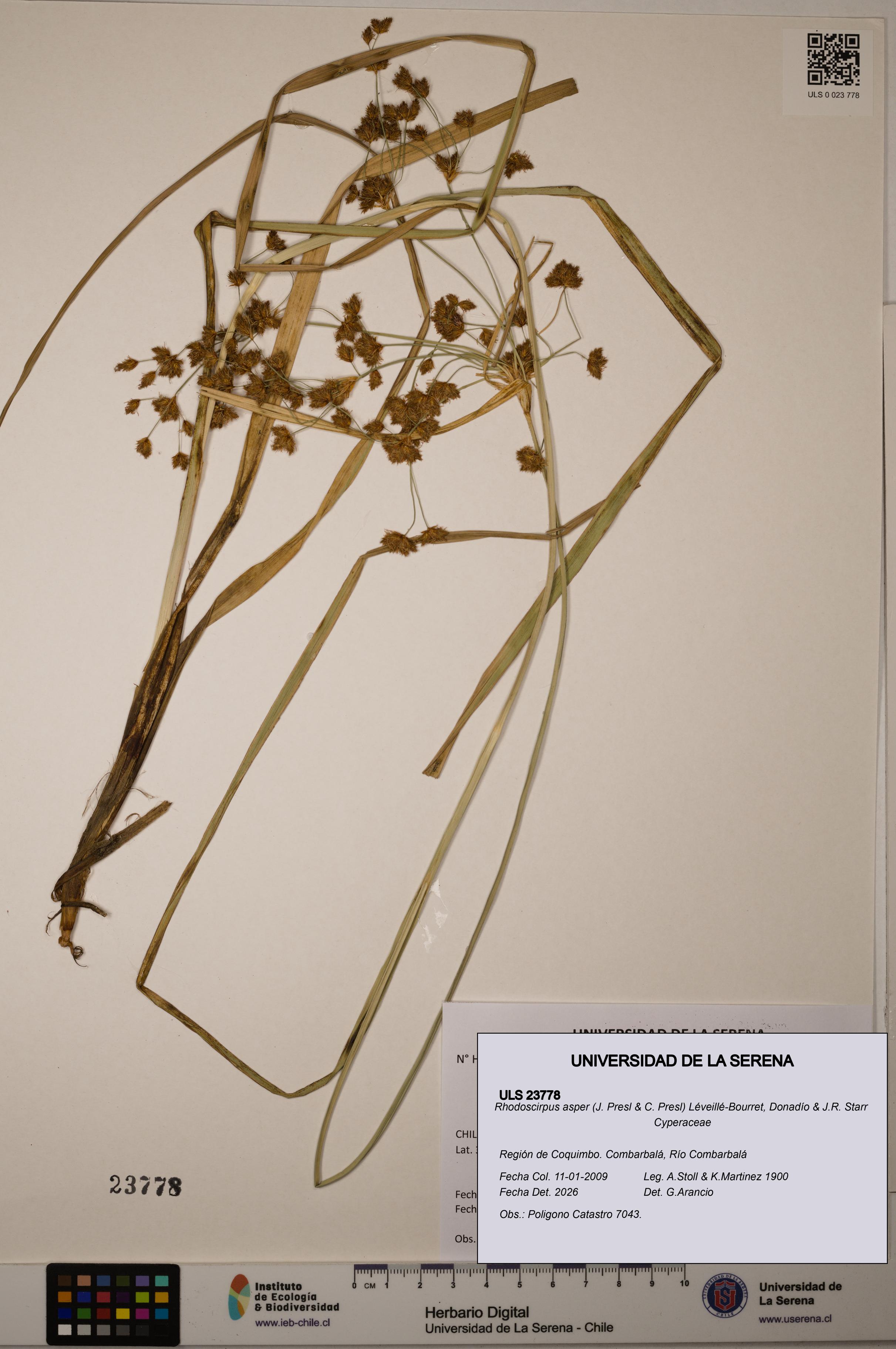 Rhodoscirpus asper [Espécimen: ]