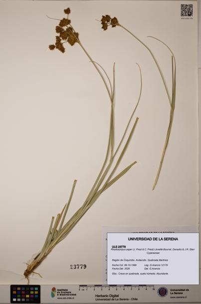 Rhodoscirpus asper [Espécimen: ]