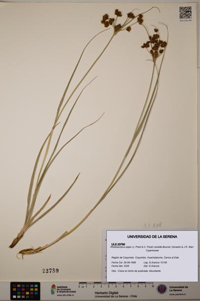 Rhodoscirpus asper [Espécimen: ULS:ULS:0023780]