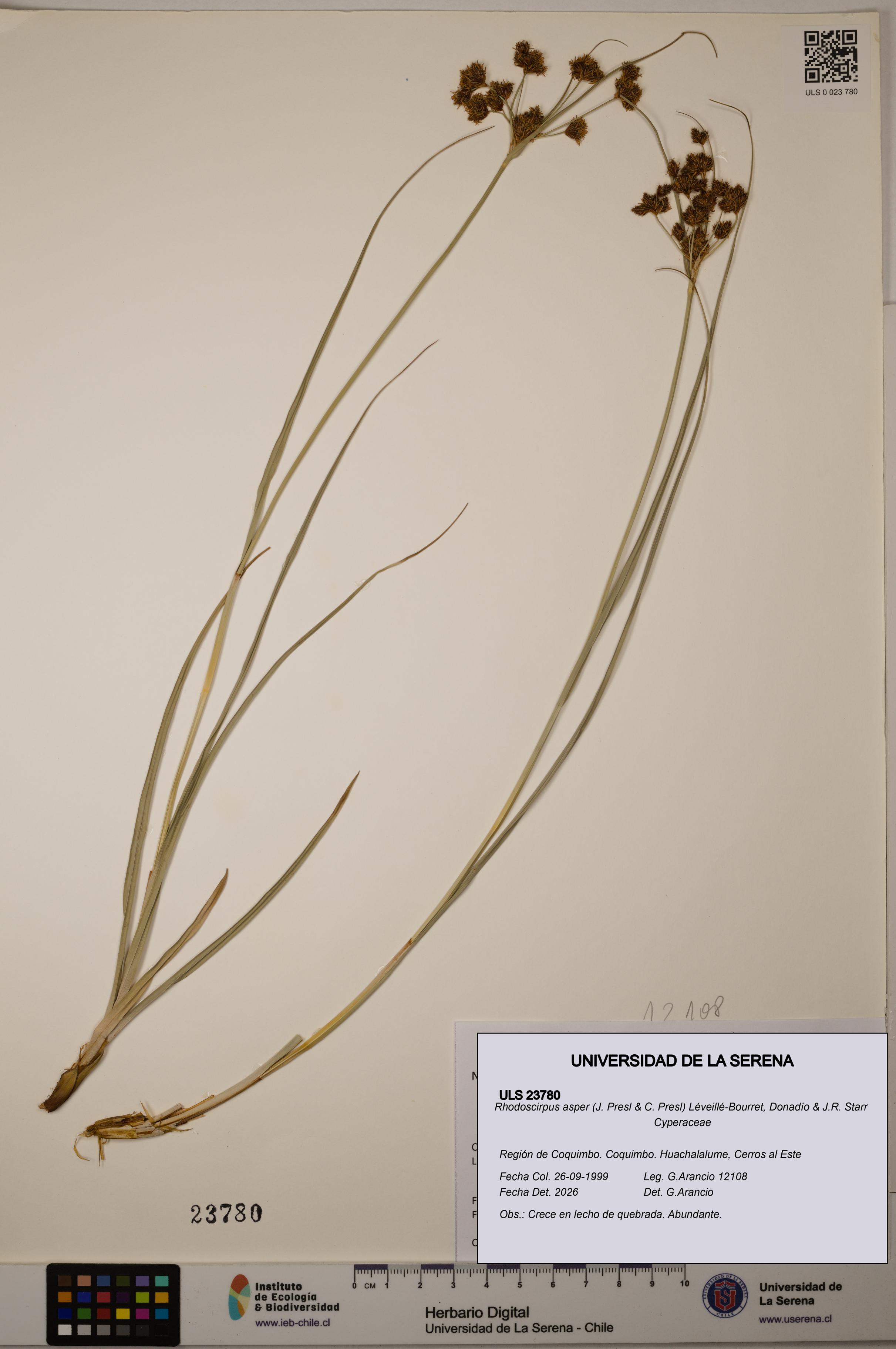 Rhodoscirpus asper [Espécimen: ULS:ULS:0023780]