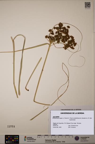 Rhodoscirpus asper [Espécimen: ]