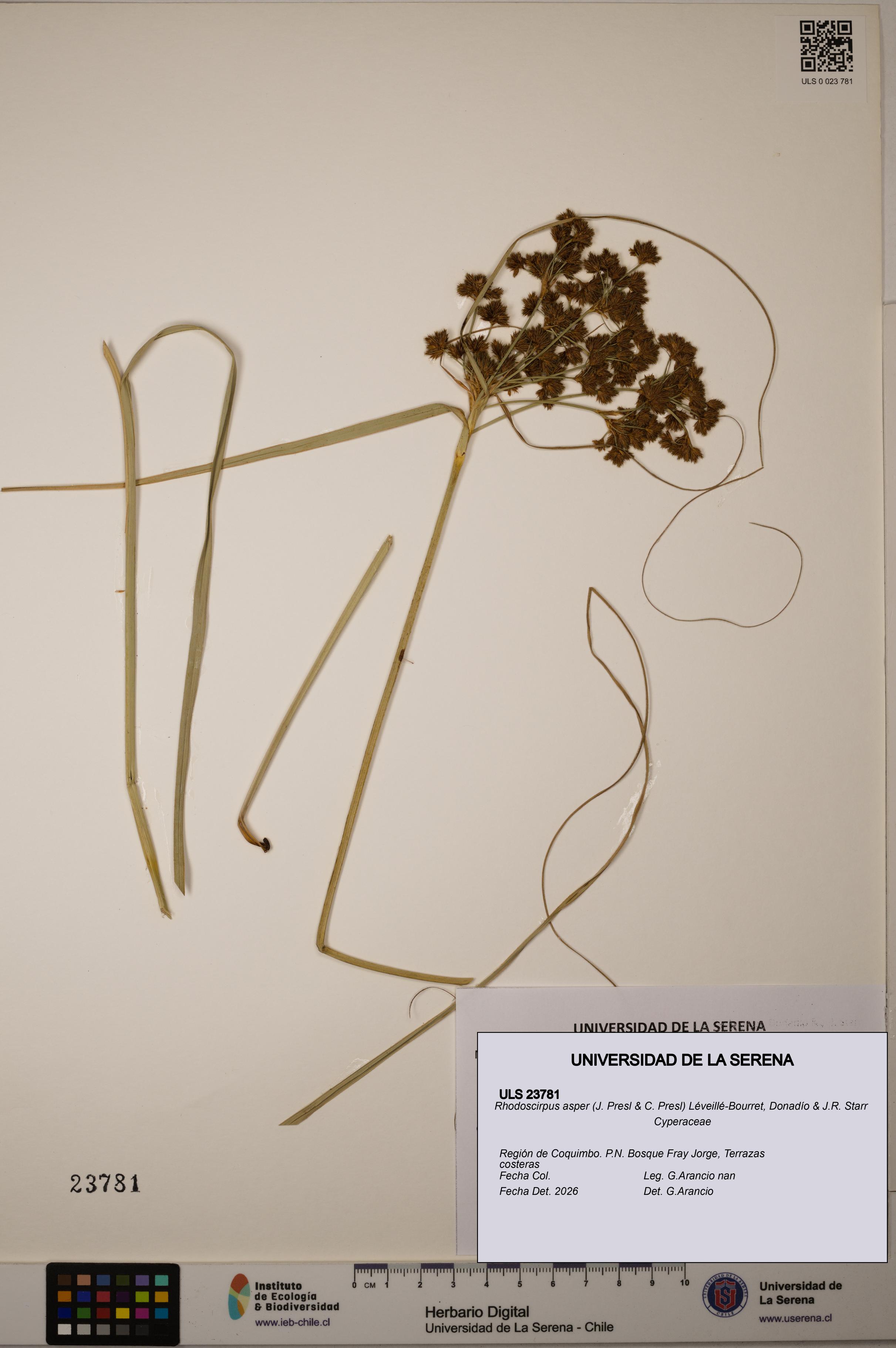 Rhodoscirpus asper [Espécimen: ]