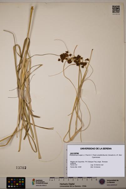 Rhodoscirpus asper [Espécimen: ULS:ULS:0023782]