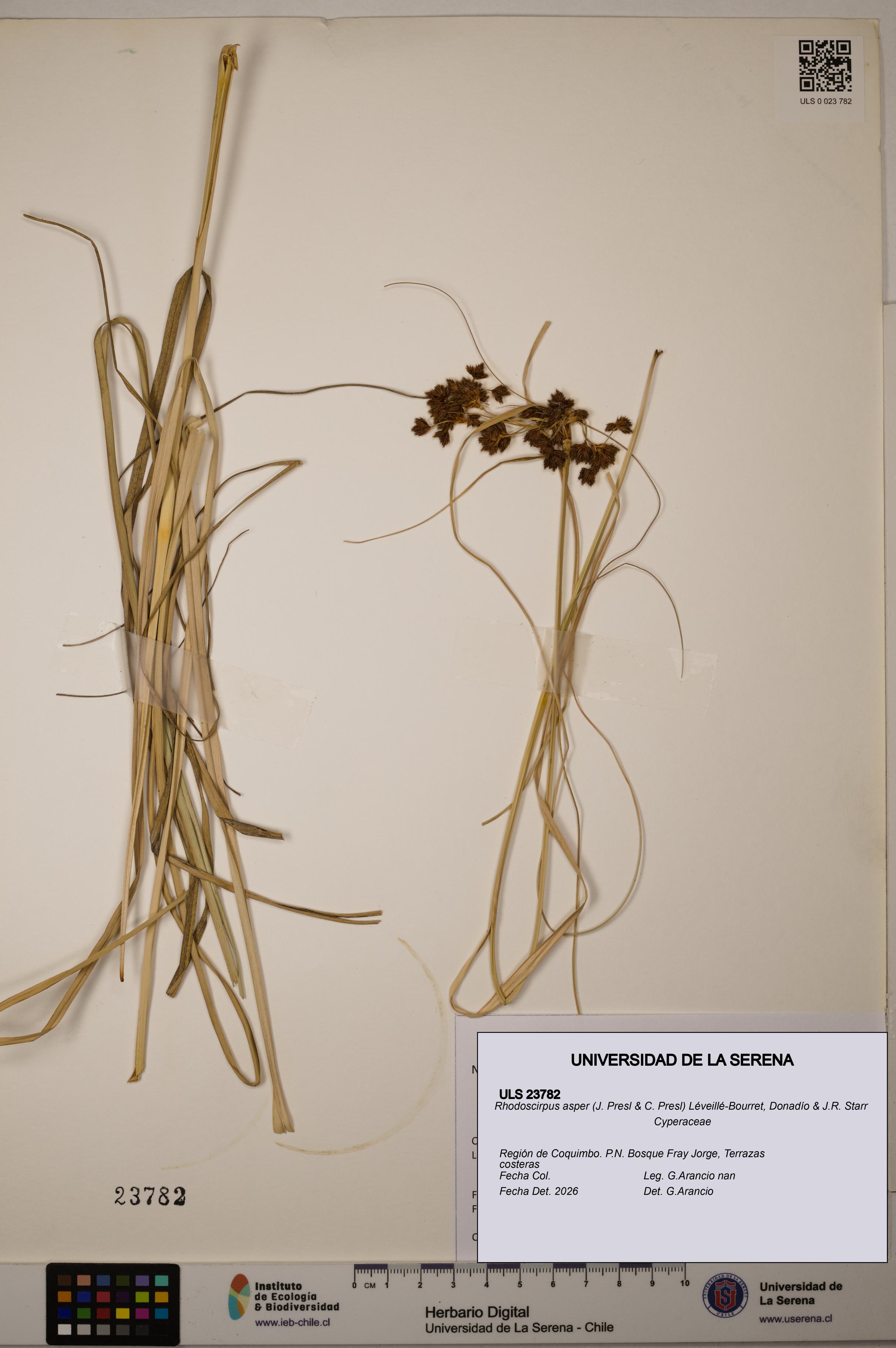 Rhodoscirpus asper [Espécimen: ULS:ULS:0023782]