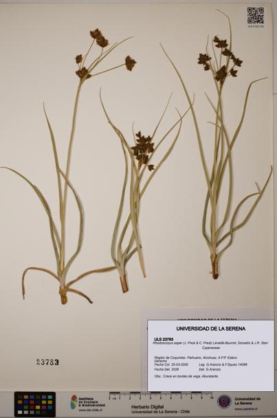 Rhodoscirpus asper [Espécimen: ULS:ULS:0023783]