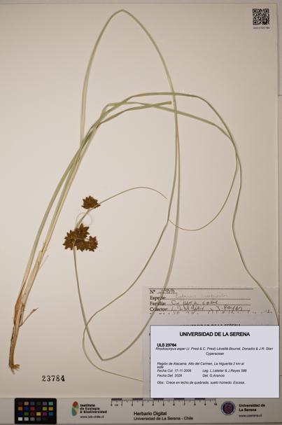 Rhodoscirpus asper [Espécimen: ]