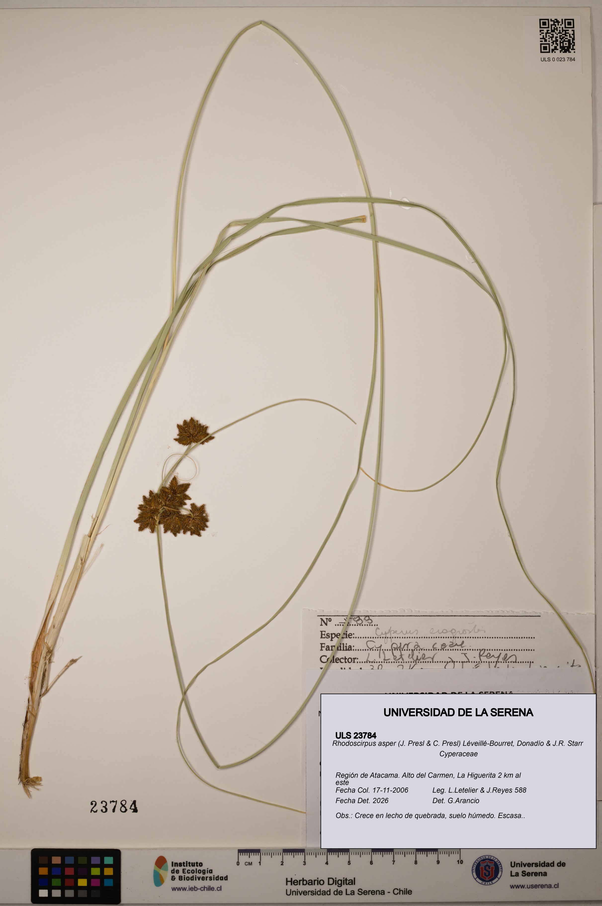Rhodoscirpus asper [Espécimen: ]