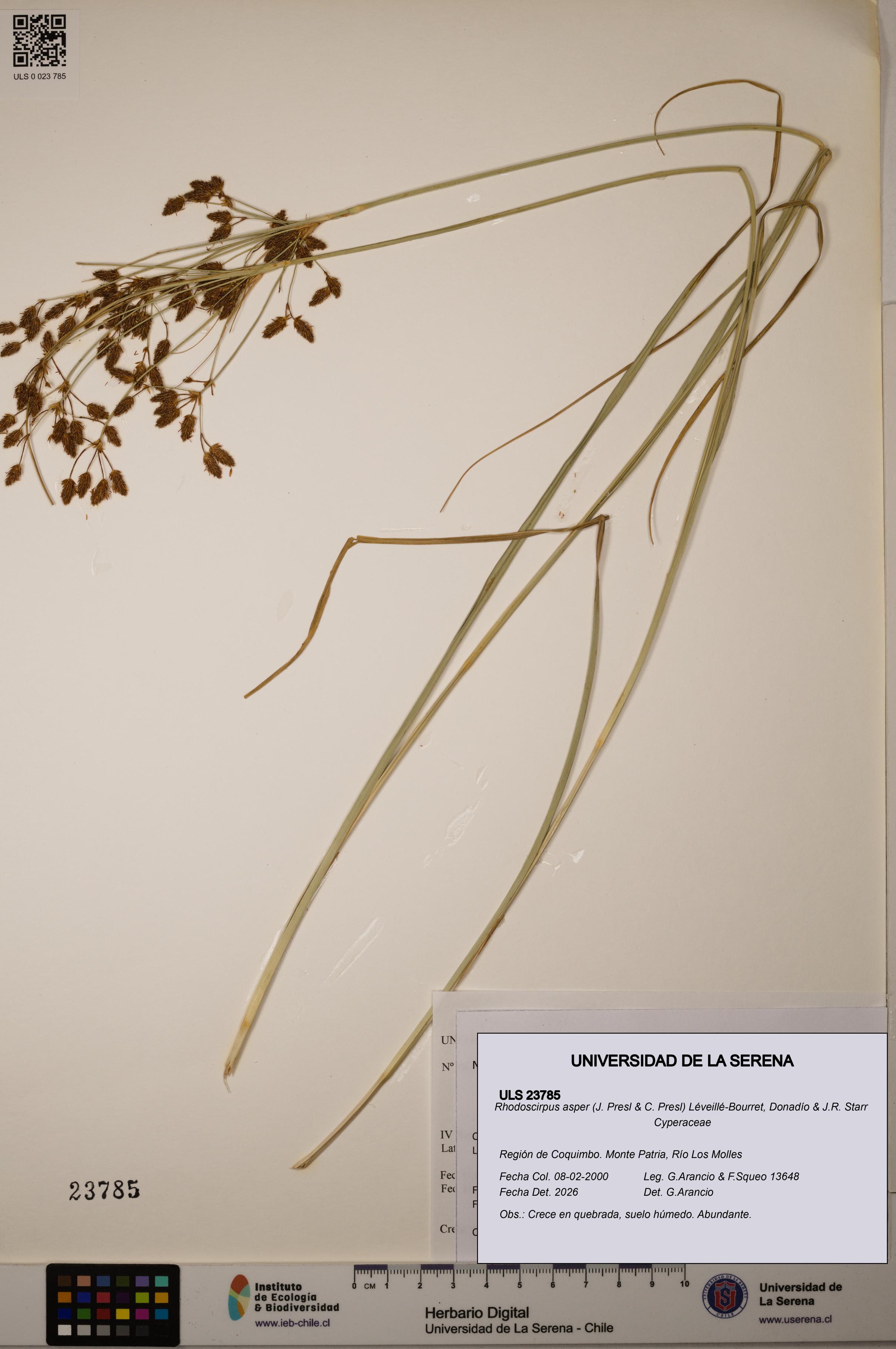 Rhodoscirpus asper [Espécimen: ULS:ULS:0023785]