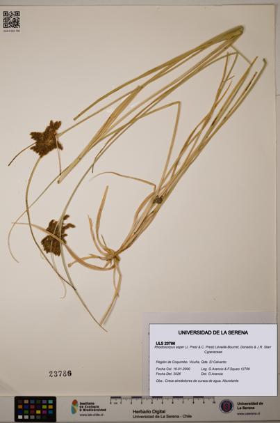 Rhodoscirpus asper [Espécimen: ]