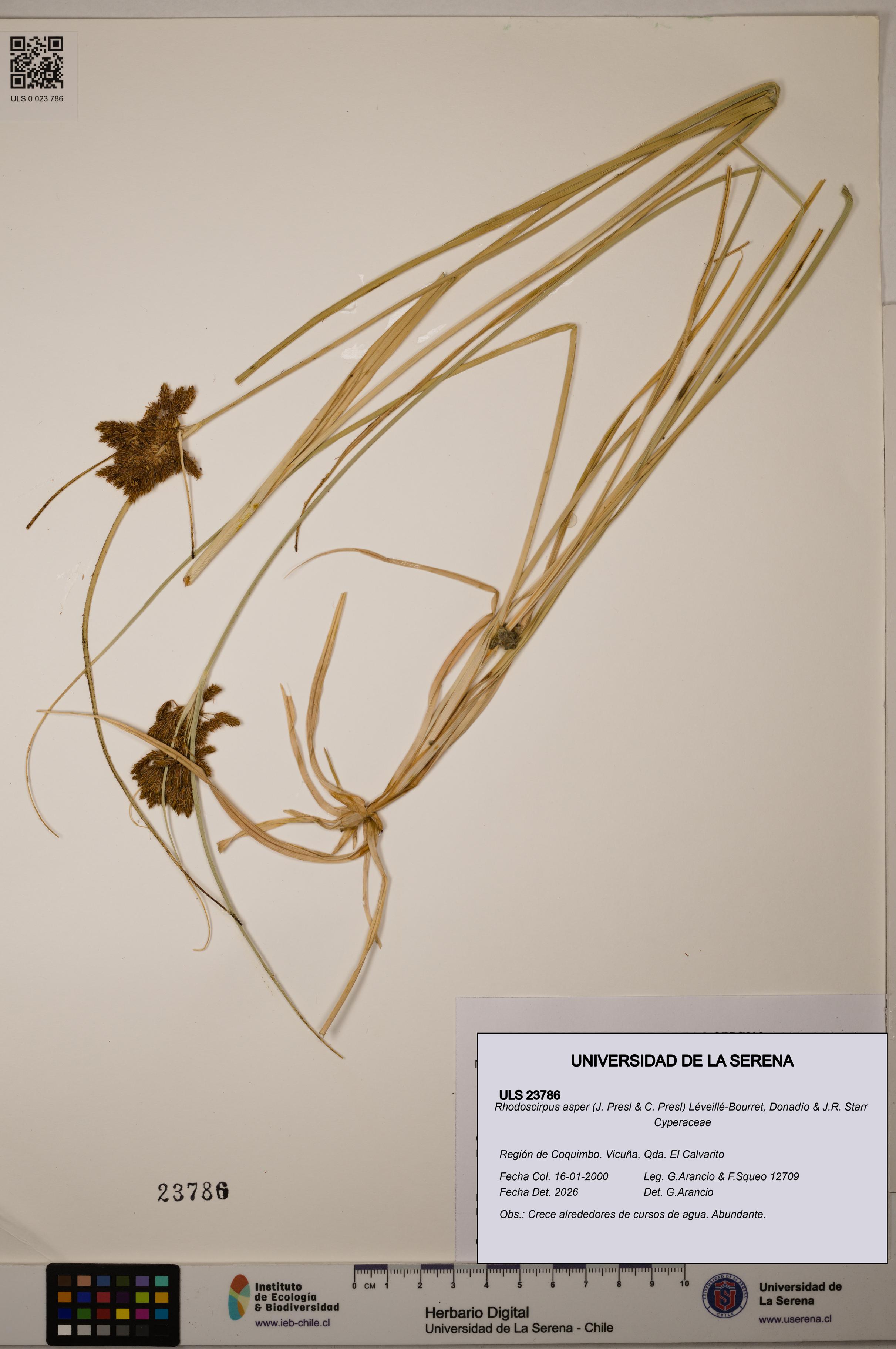 Rhodoscirpus asper [Espécimen: ]