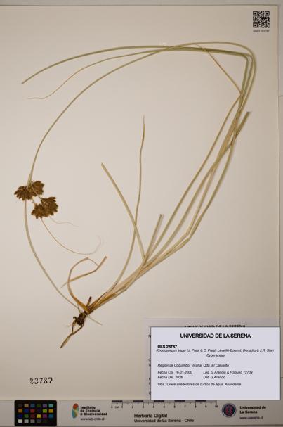 Rhodoscirpus asper [Espécimen: ]
