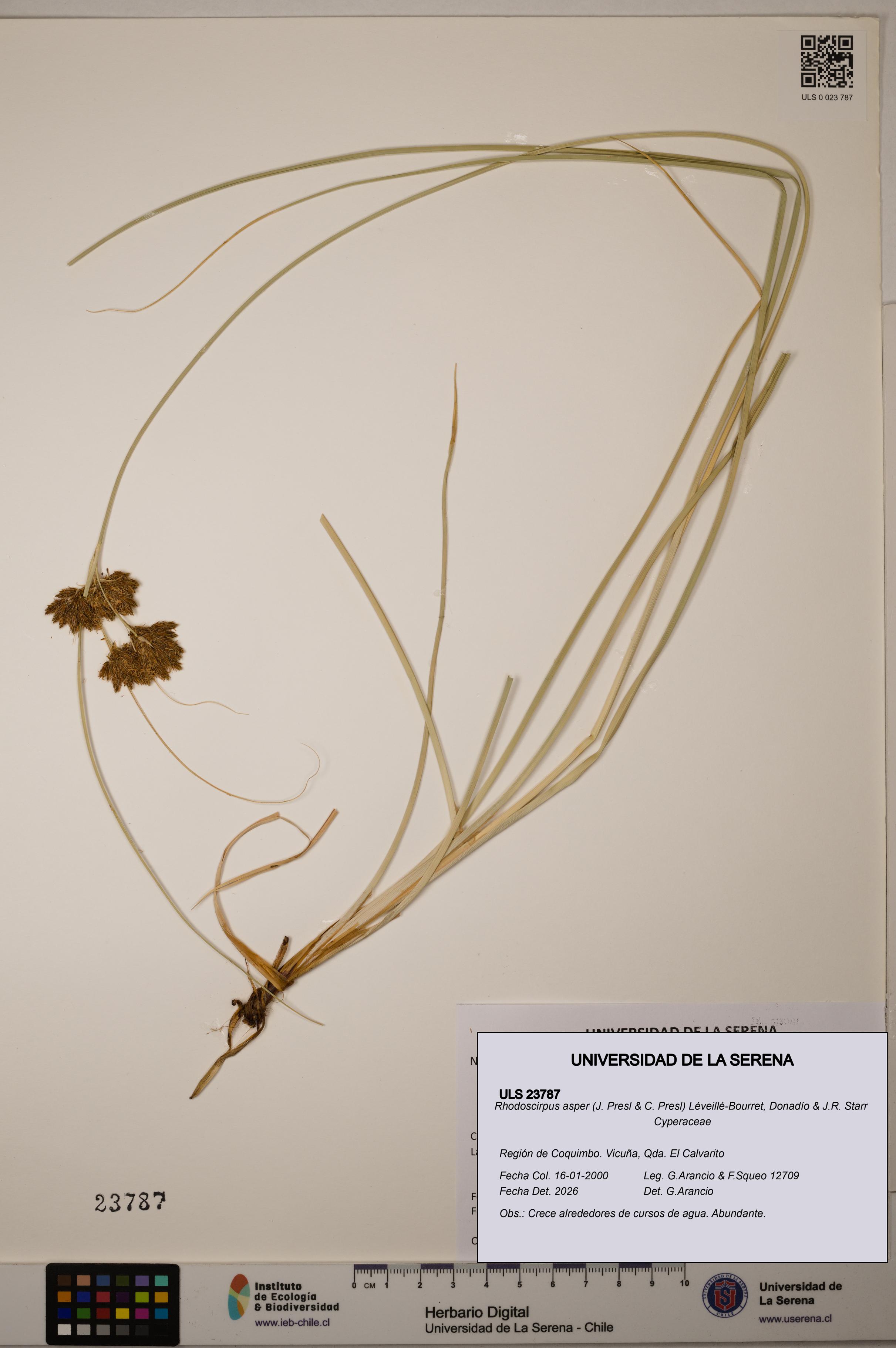Rhodoscirpus asper [Espécimen: ]