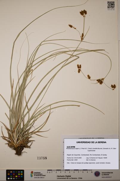 Rhodoscirpus asper [Espécimen: ]