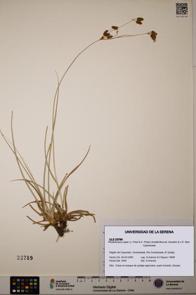 Rhodoscirpus asper [Espécimen: ]