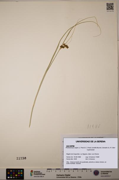 Rhodoscirpus asper [Espécimen: ]