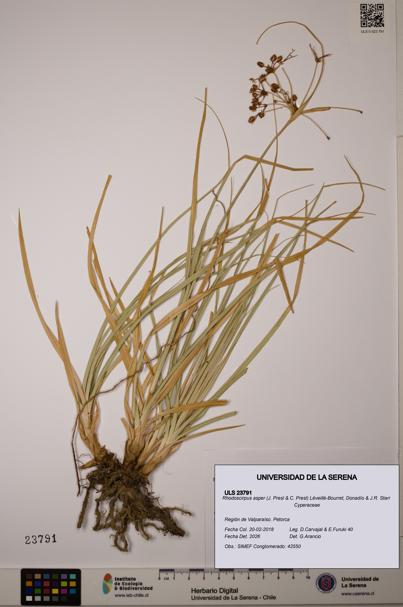 Rhodoscirpus asper [Espécimen: ]