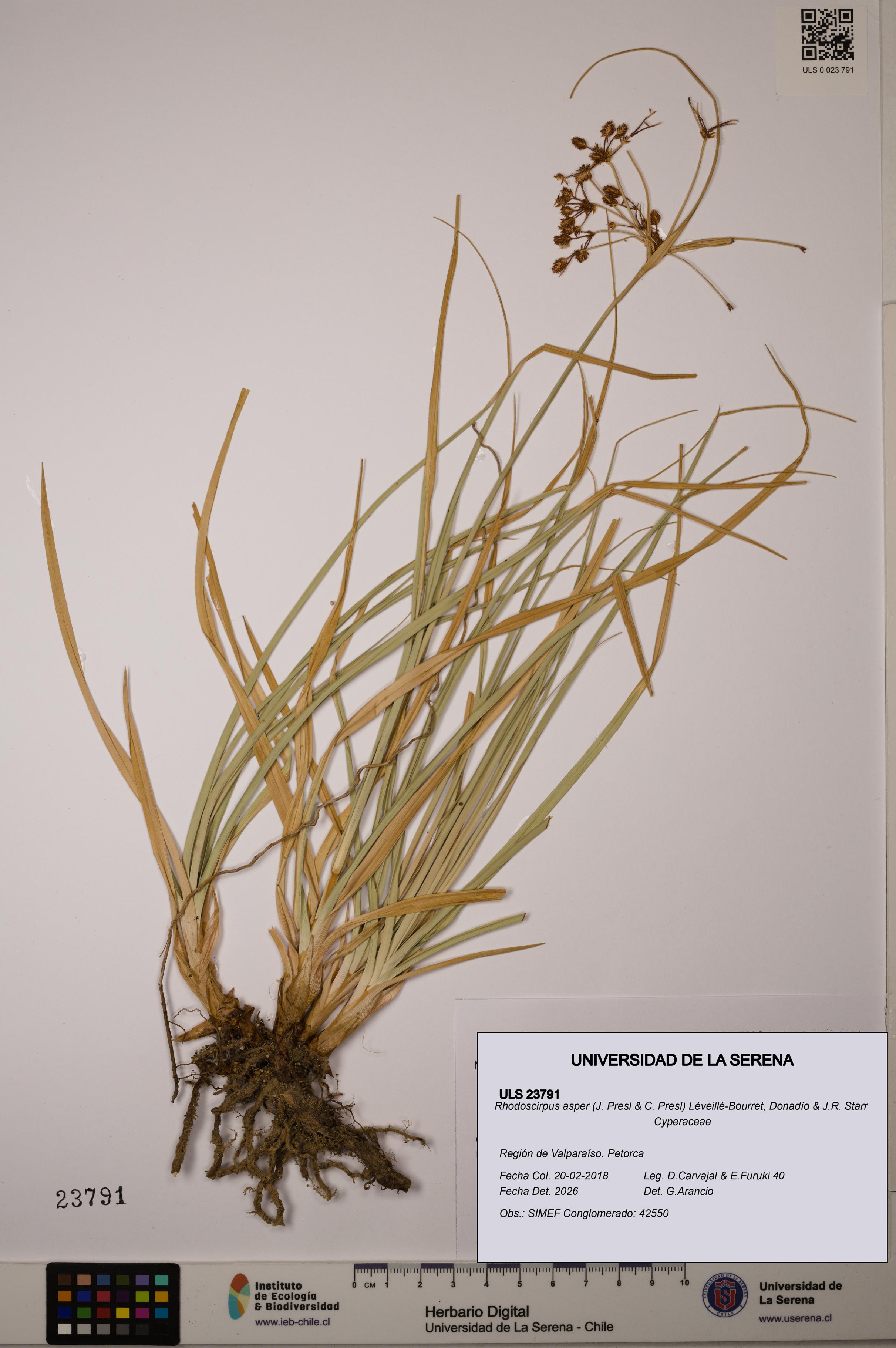 Rhodoscirpus asper [Espécimen: ]