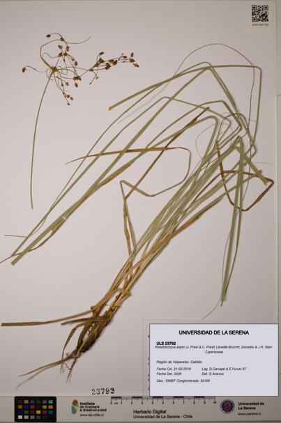 Rhodoscirpus asper [Espécimen: ]