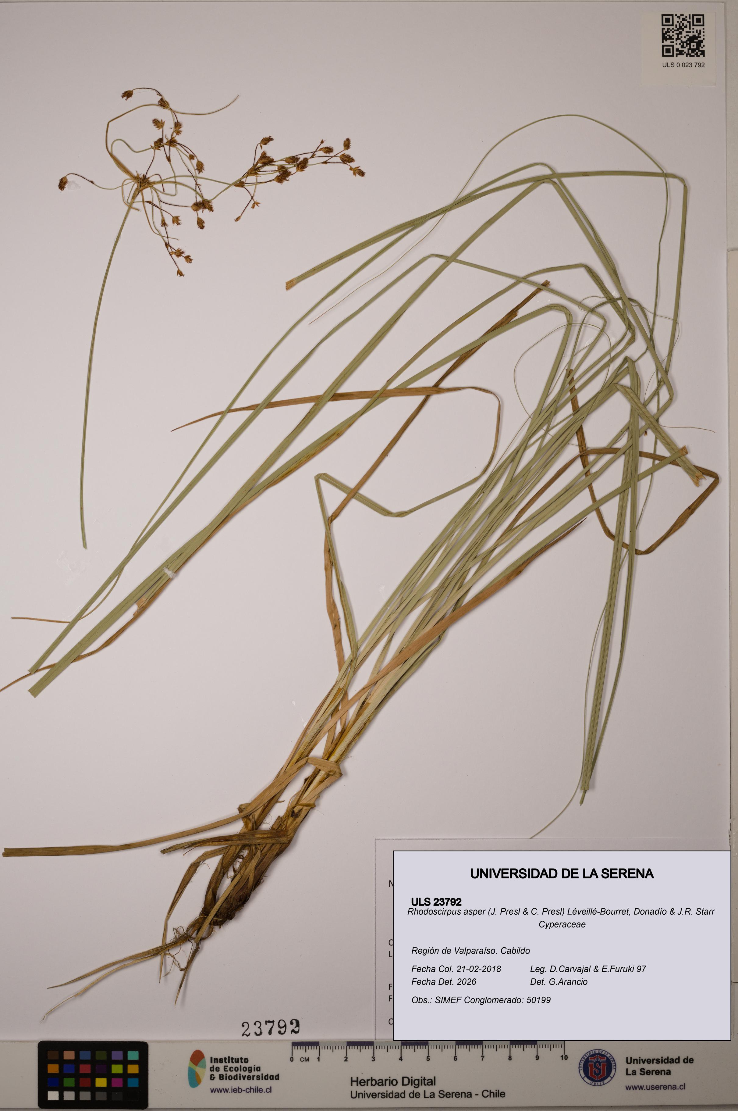 Rhodoscirpus asper [Espécimen: ]