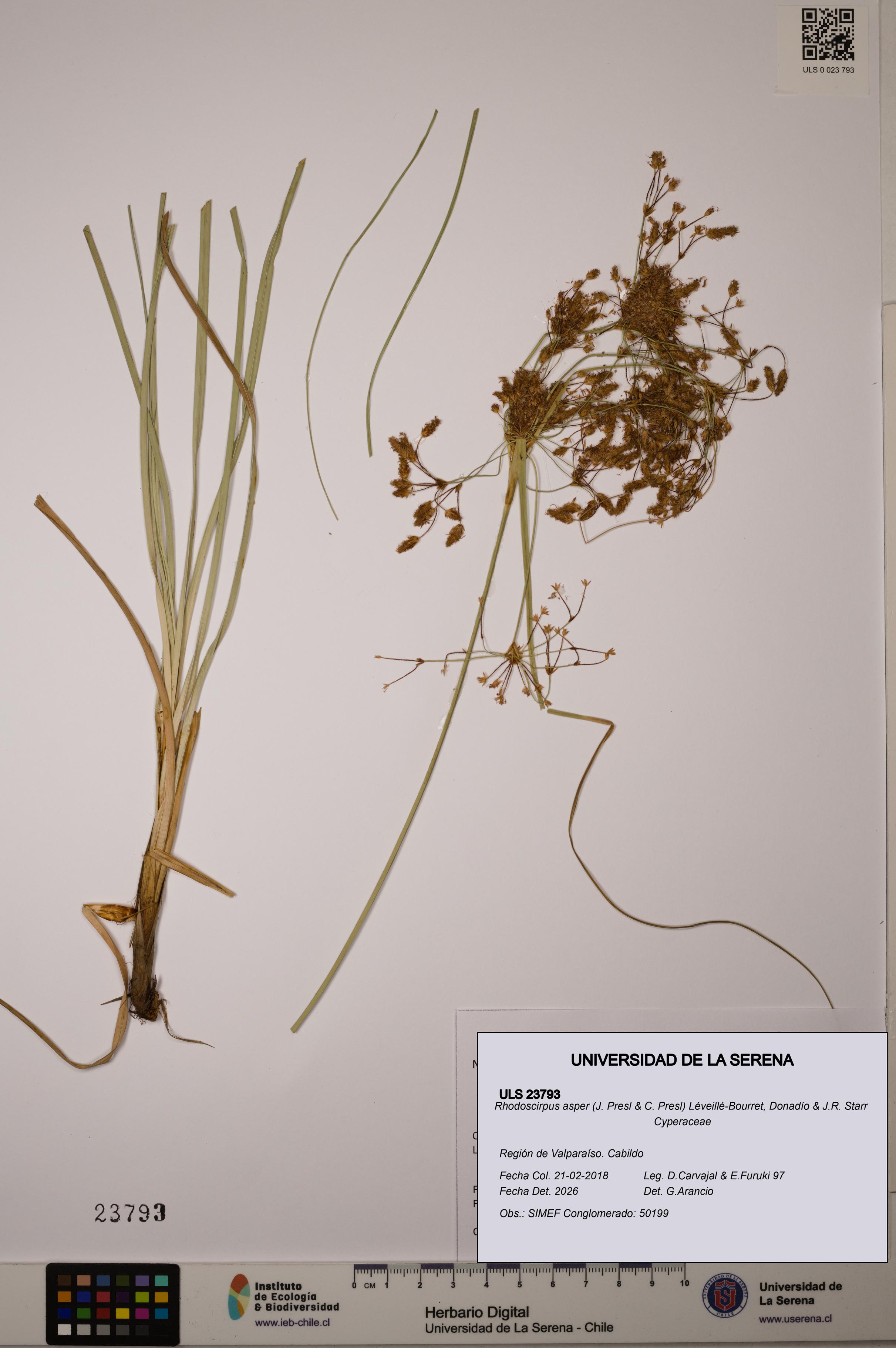 Rhodoscirpus asper [Espécimen: ]