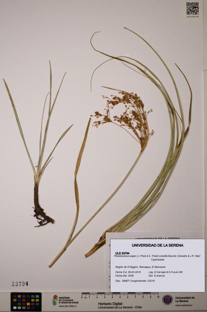 Rhodoscirpus asper [Espécimen: ]