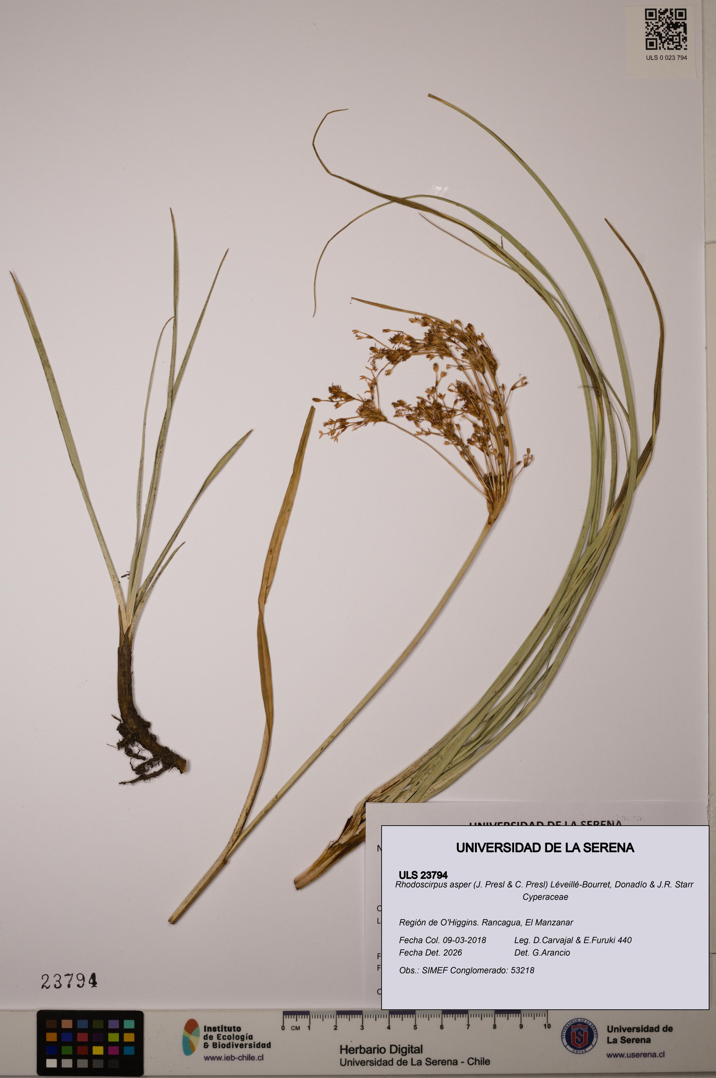 Rhodoscirpus asper [Espécimen: ]