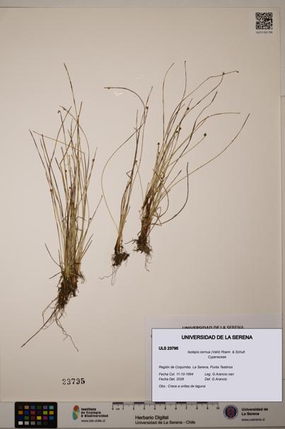 Isolepis cernua [Espécimen: ]