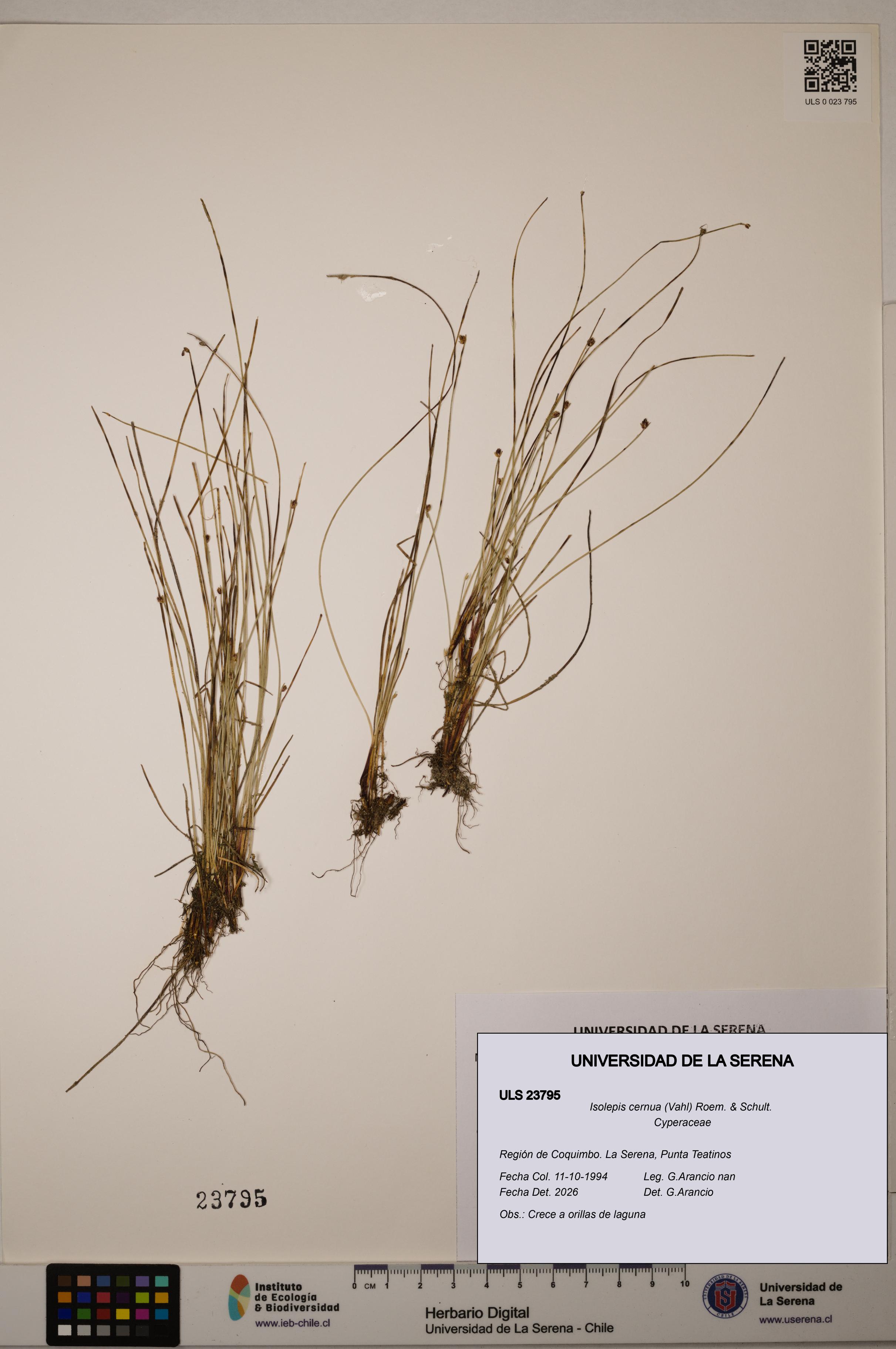Isolepis cernua [Espécimen: ]