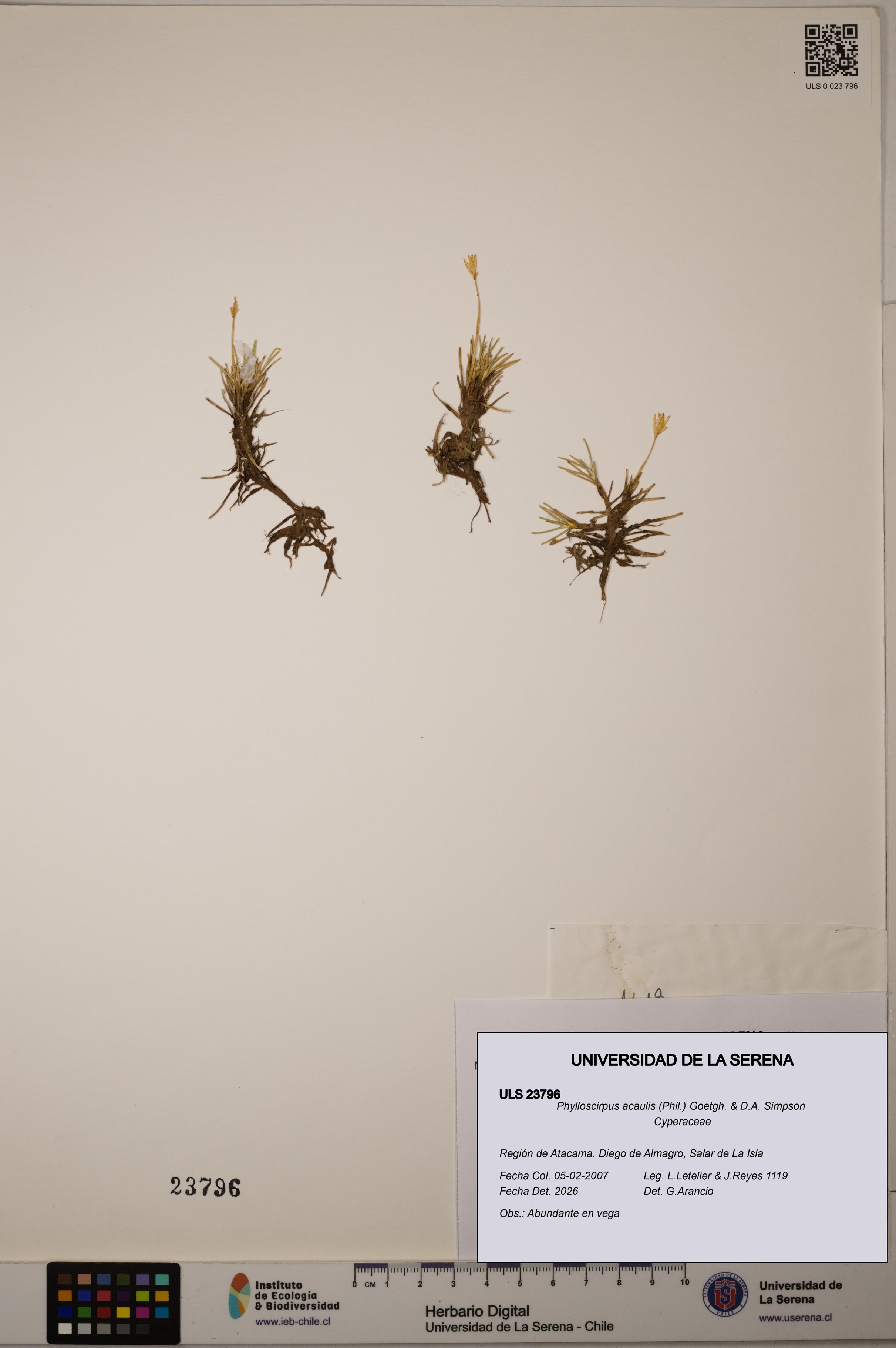 Phylloscirpus acaulis [Espécimen: ULS:ULS:0023796]