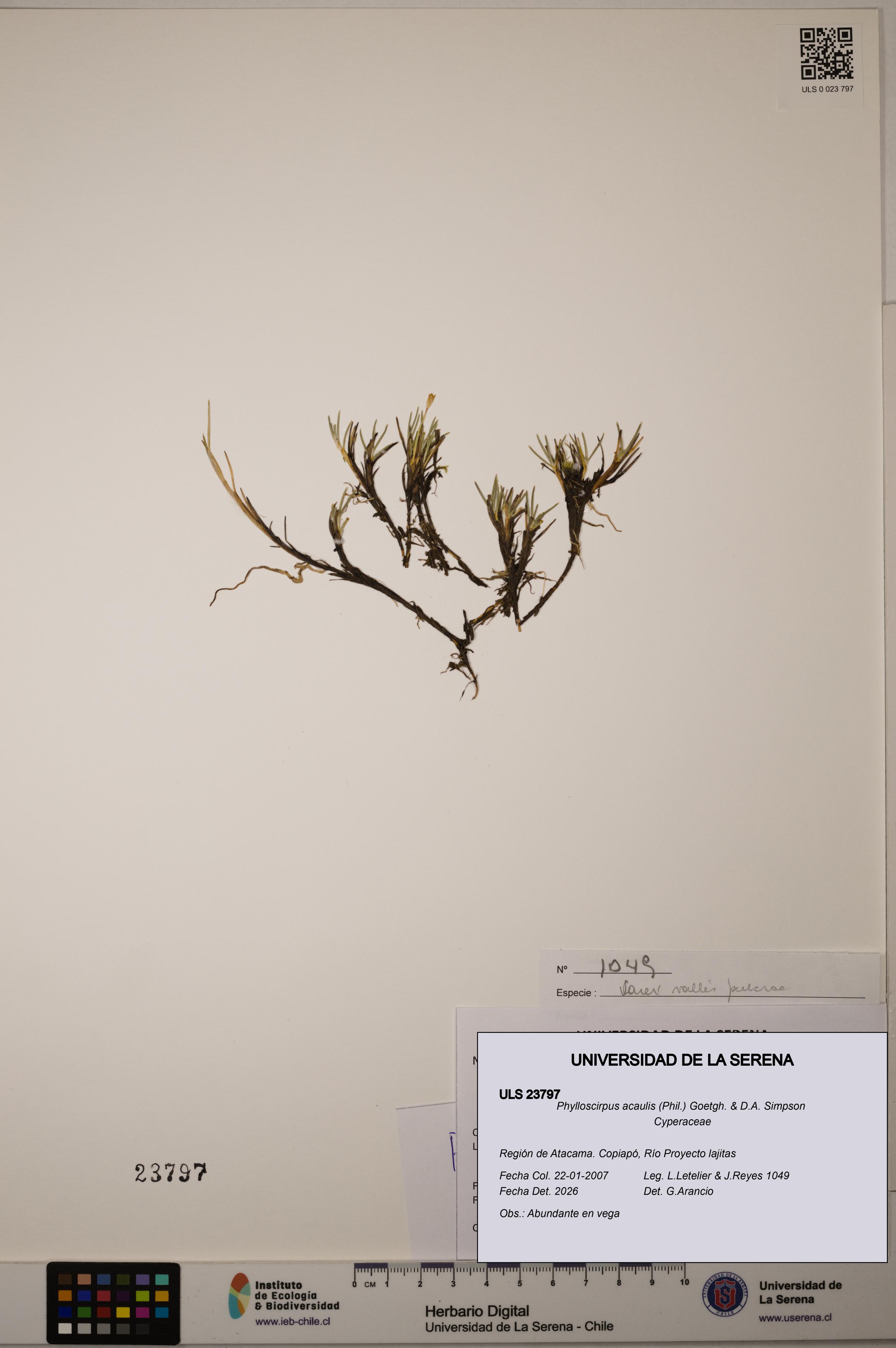 Phylloscirpus acaulis [Espécimen: ULS:ULS:0023797]